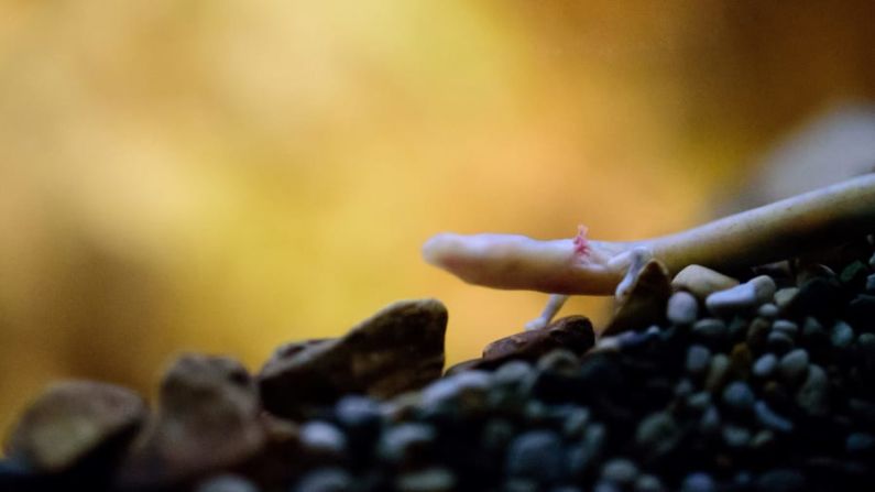 Dieta carnívora: "Los alimentamos con gusanos", dice Gnezda. "Los gusanos forman una pequeña bola juntos en el agua y los olms vienen y la succionan entera como una aspiradora". Crédito: Jure Makovec/AFP/Getty Images