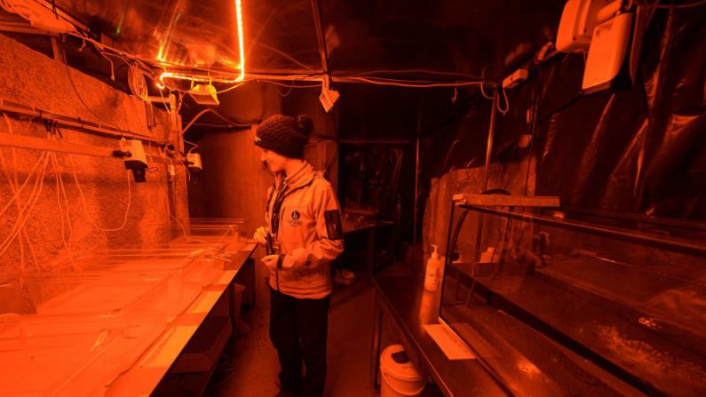Amplia investigación: la bióloga Katarina Kanduc estudia contenedores con olms jóvenes en el vivero de la cueva, que conduce al laboratorio donde los científicos tienen licencia para mantener 10 olms para la investigación. Crédito: Jure Makovec/AFP/Getty Images