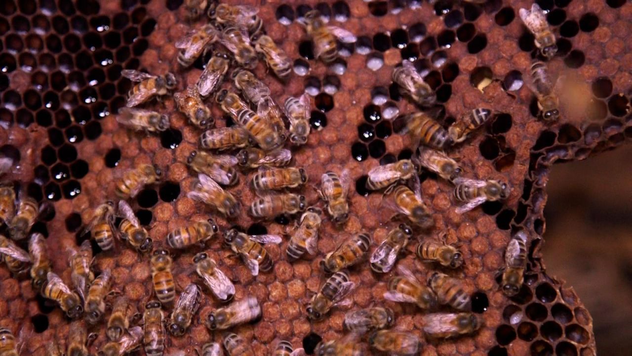 CNNE 1112234 - asi salvan a las abejas de ciudad de mexico
