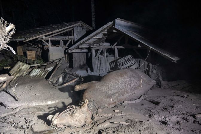 Ganado muerto en un área cubierta de cenizas volcánicas en la aldea de Sumber Wuluh, en Lumajang, el 5 de diciembre de 2021, después de la erupción del volcán Semeru. Crédito: JUNI KRISWANTO / AFP a través de Getty Images