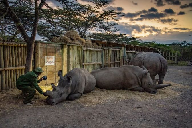 12 de julio — Zacharia Mutai, el cuidador principal de rinocerontes en Ol Pejeta Conservancy en el norte de Kenia, revisa a Najin y Fatu, los dos últimos rinocerontes blancos del norte que viven en el planeta. Los científicos han estado trabajando en tecnologías de reproducción avanzadas para intentar salvar a la especie de la extinción.