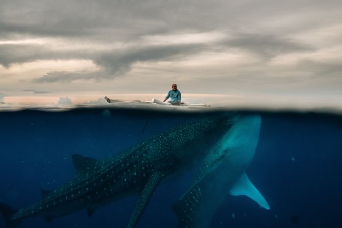 30 de septiembre — un pescador alimenta a los tiburones ballena en los alrededores de Tan-Awan, un pequeño pueblo en la provincia de Cebú en Filipinas. La gente visita la ciudad para nadar con los tiburones ballena, el pez más grande del mundo.