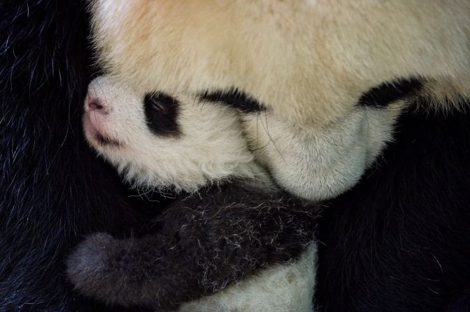 30 de septiembre — la panda Huan-Huan abraza a su cachorra, Fleur de Coton, después de alimentarla en el zoológico de Beauval en Saint-Aignan-sur-Cher, Francia. Huan-Huan dio a luz a otro cachorro en agosto.
