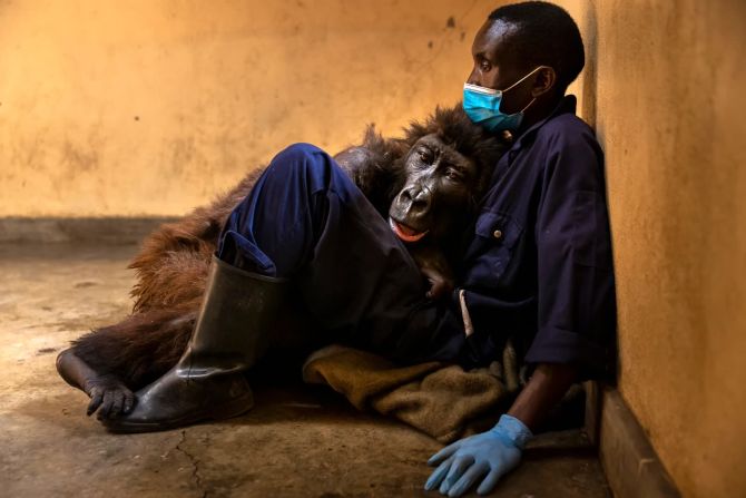 21 de septiembre — Ndakasi, un gorila de montaña huérfano, yace en los brazos del cuidador Andre Bauma en el Parque Nacional Virunga en la República Democrática del Congo. Murió unos días después de esta foto, tras padecer una prolongada enfermedad. Tenía 14 años. Una imagen de Ndakasi y otro gorila se volvió viral en 2019 cuando aparecieron en la selfie de otro cuidador.