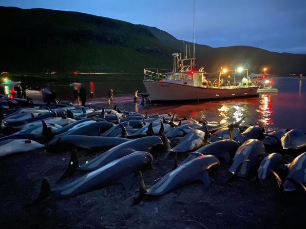 12 de septiembre — los cadáveres de delfines de flancos blancos muertos yacen en una playa después de ser sacados de aguas llenas de sangre frente a la isla de Eysturoy, que forma parte de las Islas Feroe. Más de 1.400 delfines murieron en lo que las autoridades locales dijeron que era una caza de ballenas tradicional. La matanza fue denunciada por el grupo de conservación marina Sea Shepherd como una masacre “brutal y mal manejada” y varios partidarios de la caza de ballenas la condenaron.