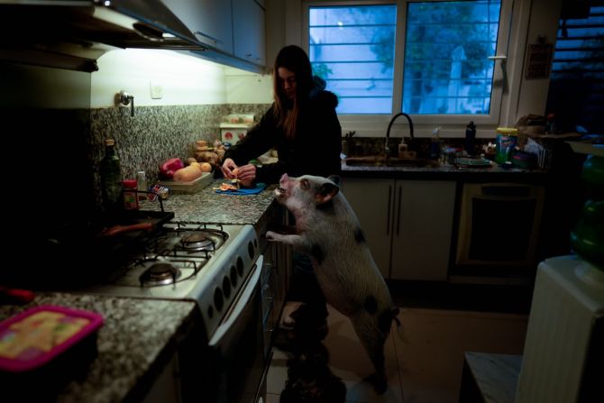 4 de septiembre — Luciana Benetti alimenta a su cerdo mascota Chanchi en Buenos Aires. Chanchi le fue entregado como regalo de cumpleaños el año pasado y ha sido un compañero fiel y cariñoso.