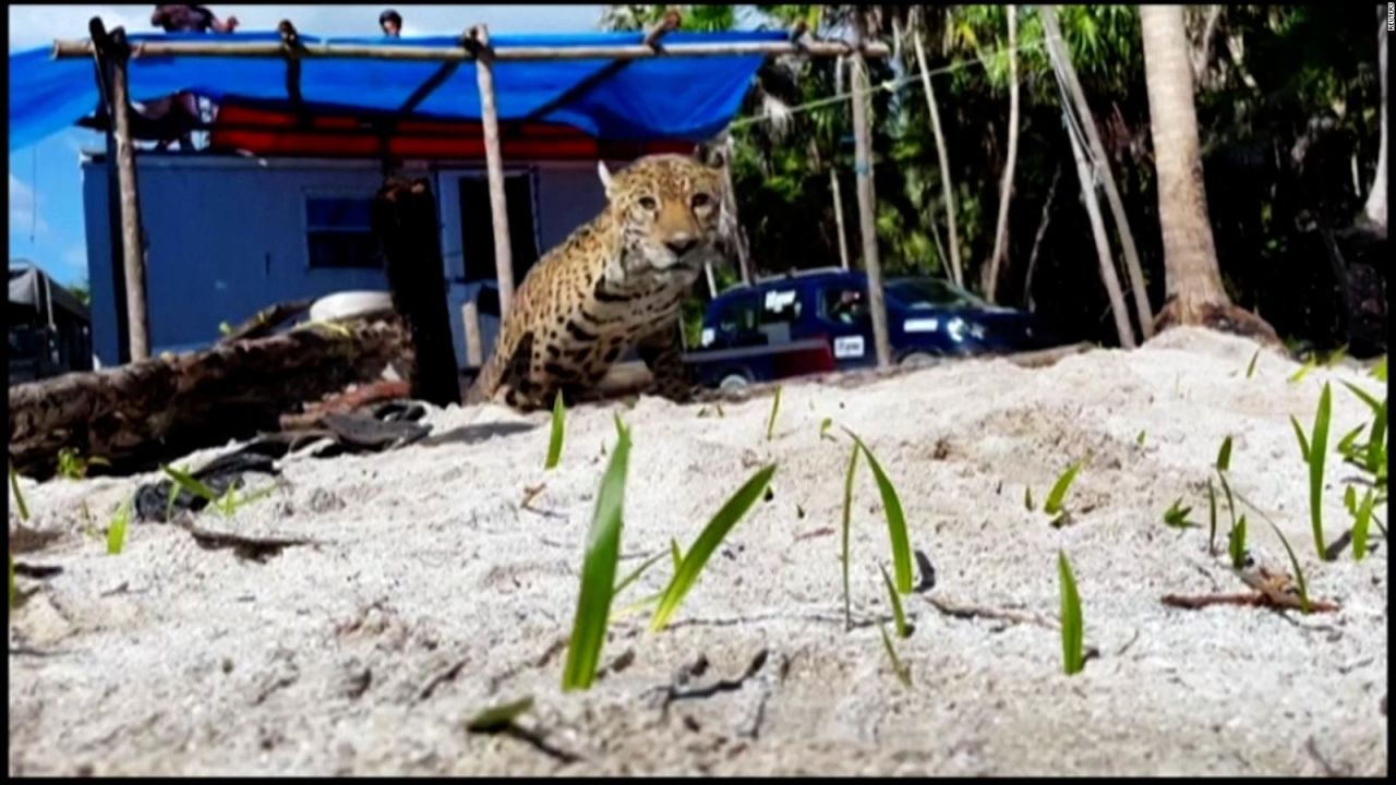 CNNE 1114203 - jaguar y perro peleaban hasta que cayeron en el mismo pozo