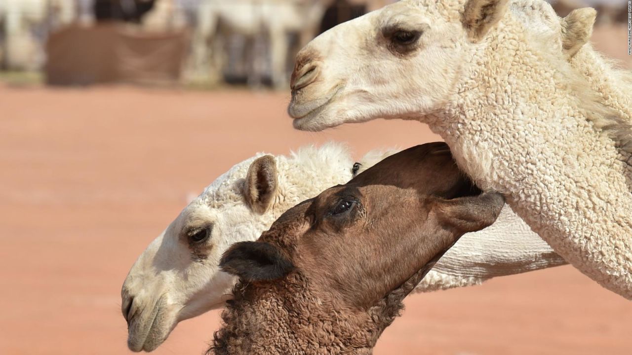 CNNE 1115771 - camellos quedan descalificados por hacer trampa en concurso de belleza