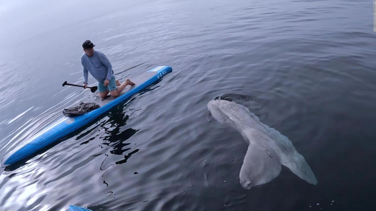 CNNE 1117866 - surfista confunde a una enorme criatura con un tiburon
