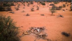 CNNE 1118023 - decenas de jirafas mueren de sed en kenya