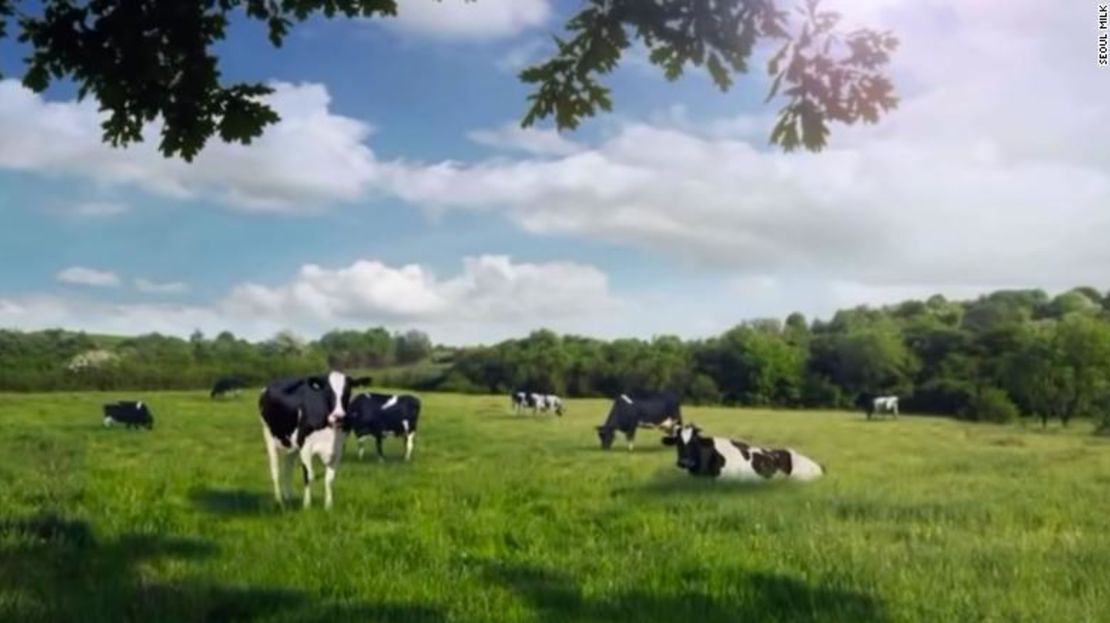 El grupo, aparentemente de mujeres, se transformó en vacas.