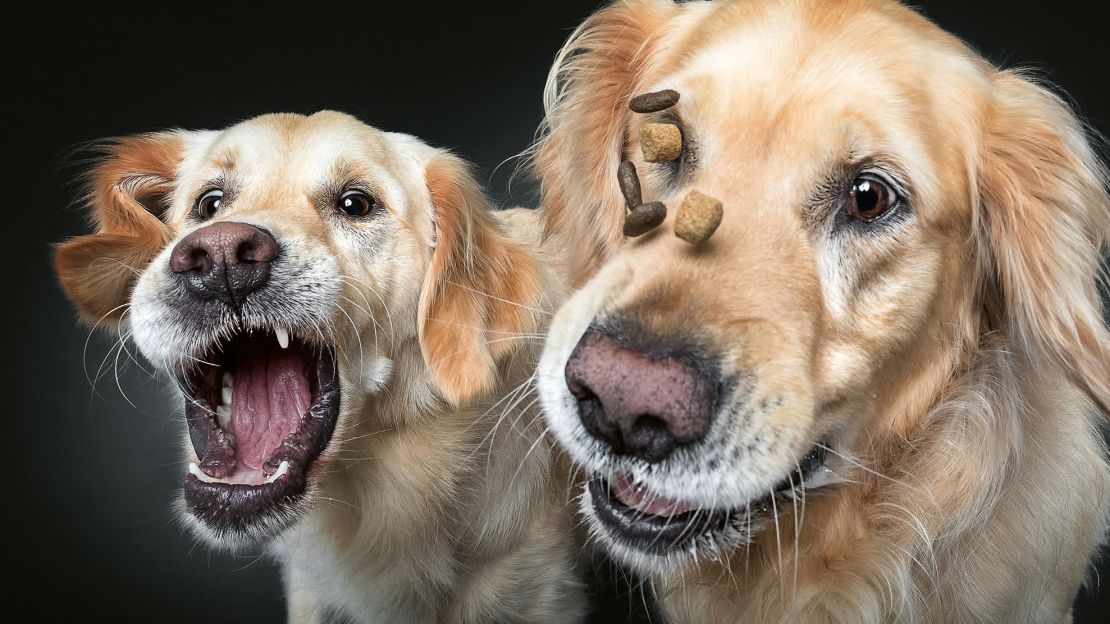 Los Golden Retriever Ben y Lilly no logran atrapar los premios.