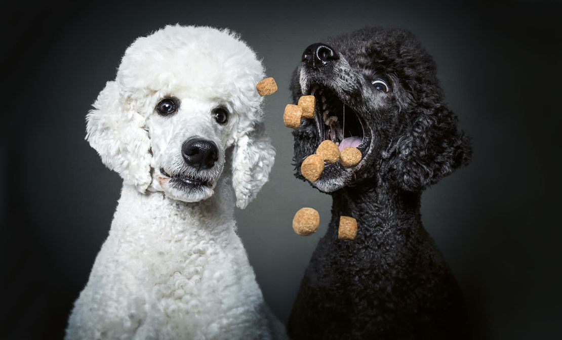 Los poodles Fibi y Tara observan un puñado de premios.