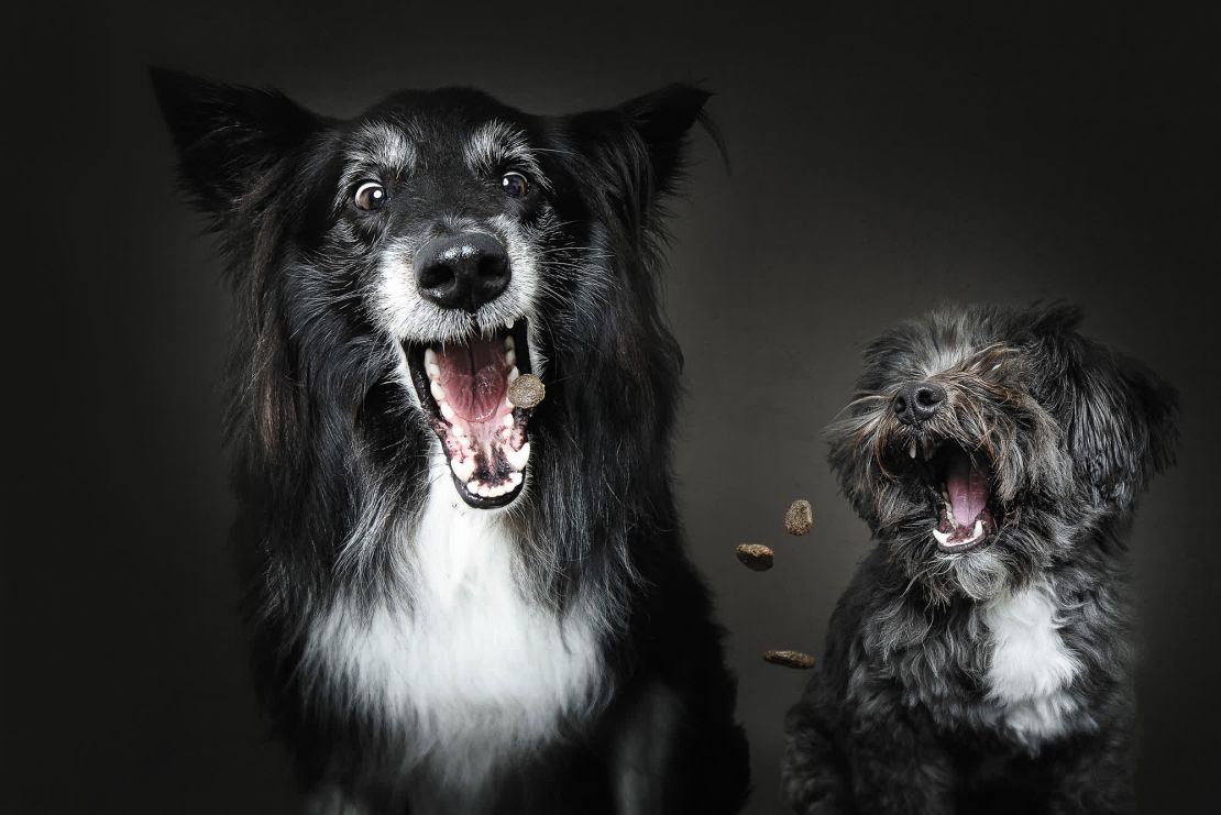 Balou, una mezcla de border collie, y Pepe, un mestizo, listos para atrapar.