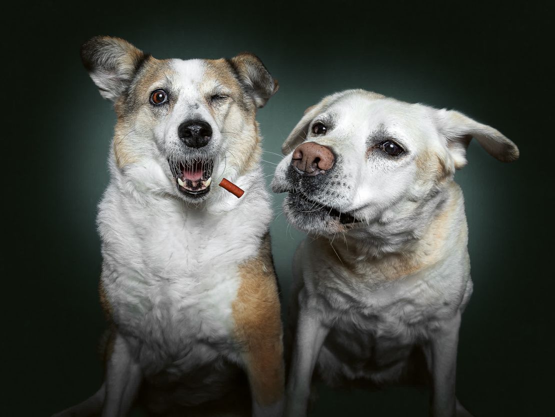 Tammi, una mestiza, y Lotte, una labrador retriever, son dos de los cuatro perros de Vieler. Lotte, a la derecha, fue la inspiración de la serie fotográfica de Vieler "Perros atrapando premios".