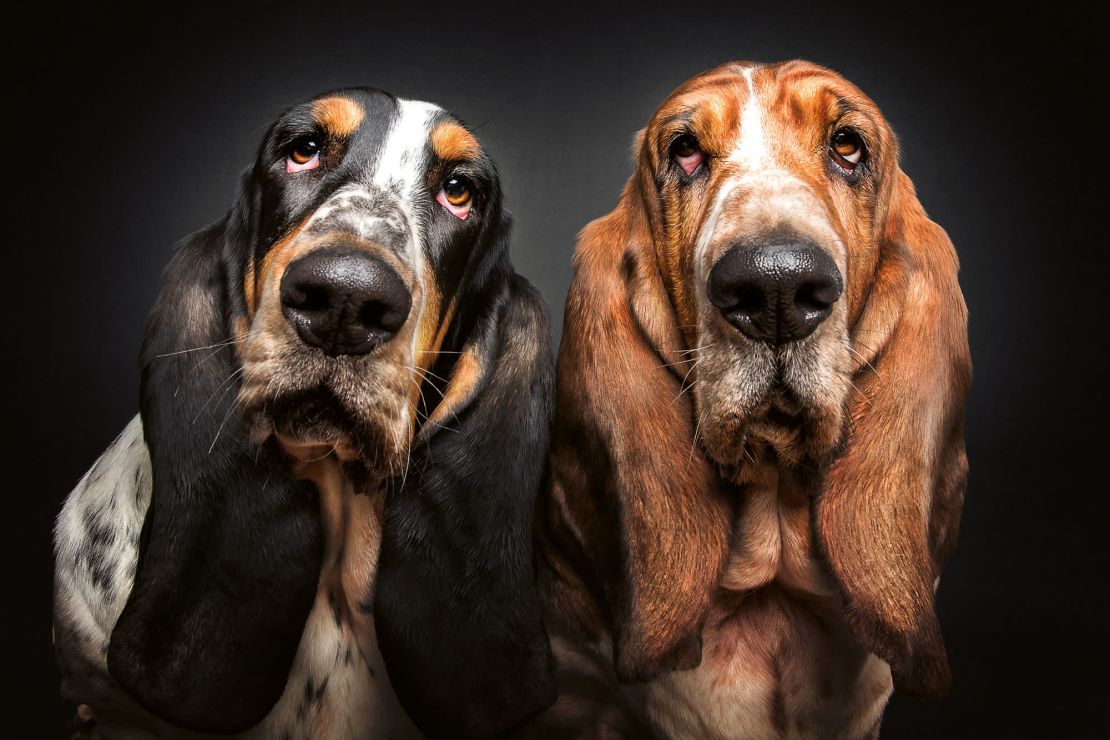 Los Basset Hounds Debbie y Quincy esperan pacientemente el siguiente premio.