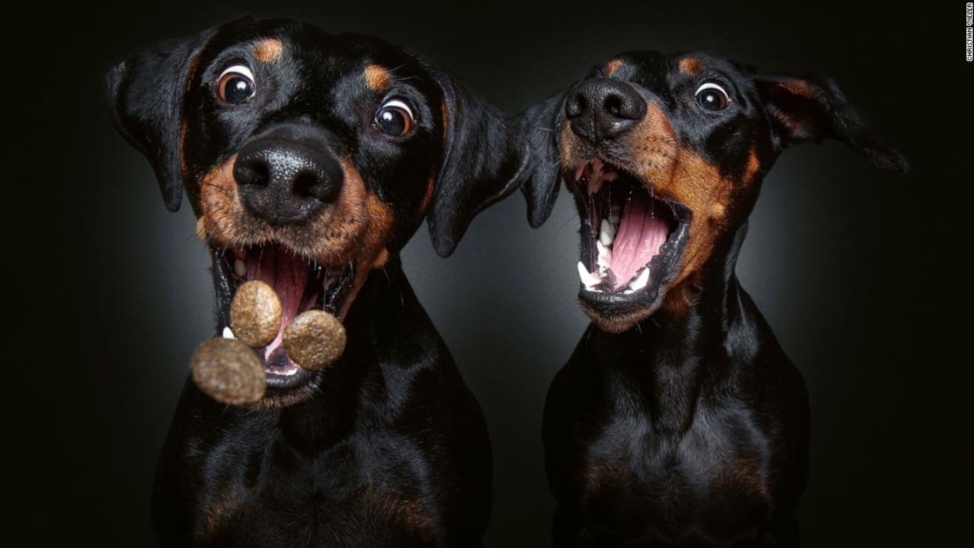 CNNE 1120482 - 211217114030-01-two-dogs-catching-treats-cnnphotos-restricted-super-tease