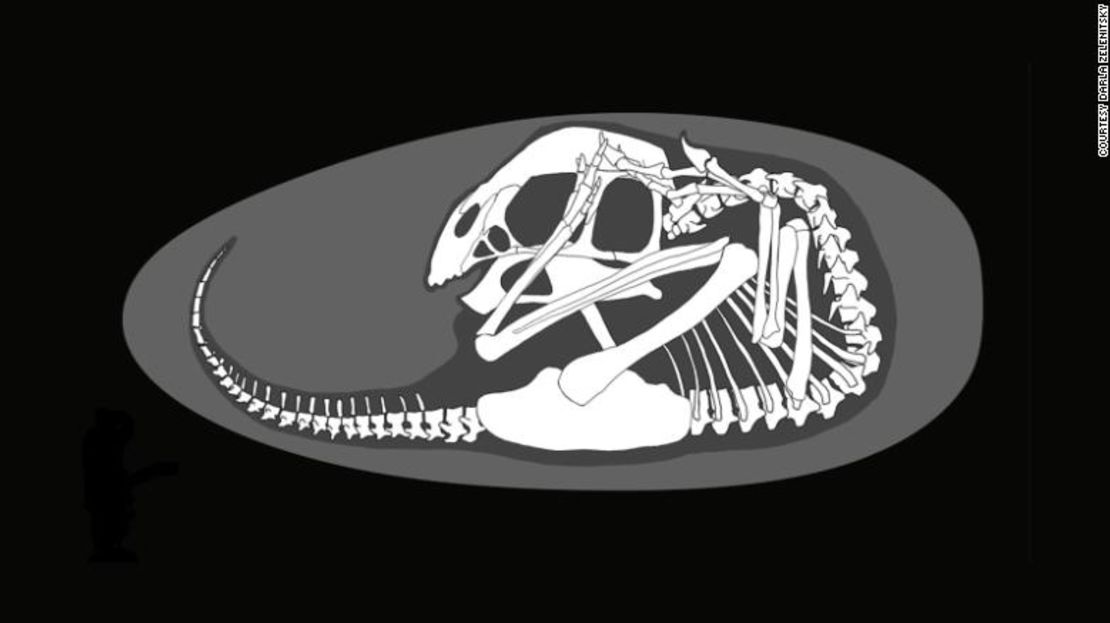 La posición del bebé dinosaurio en el huevo es similar a la de las aves modernas.