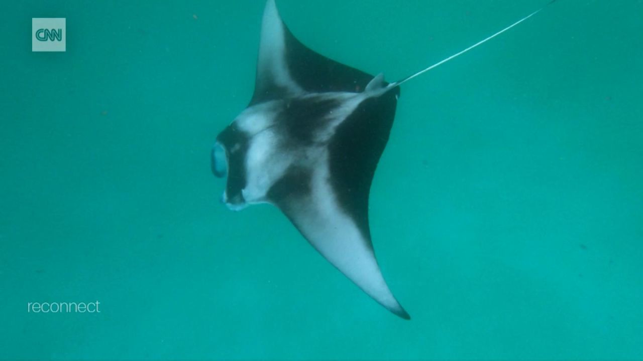 CNNE 1121906 - grupo de mujeres ayuda a las mantarrayas en maldivas