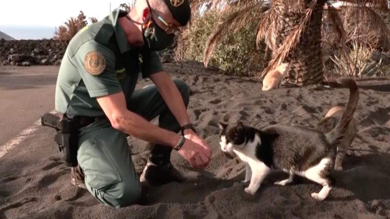 CNNE 1122237 - mira como ayudan a los gatos en la palma