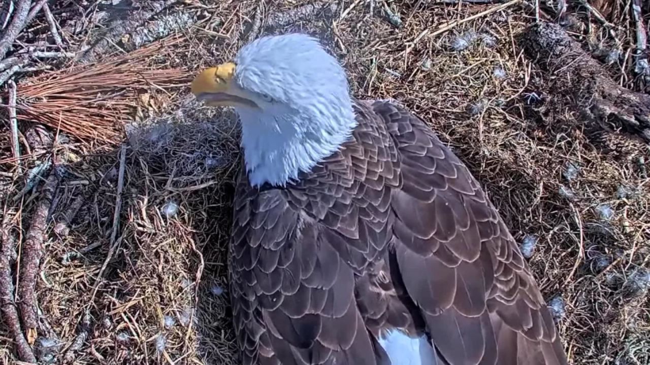 CNNE 1124055 - televisan el momento en que aguilas rompen el cascaron