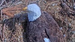 CNNE 1124055 - televisan el momento en que aguilas rompen el cascaron