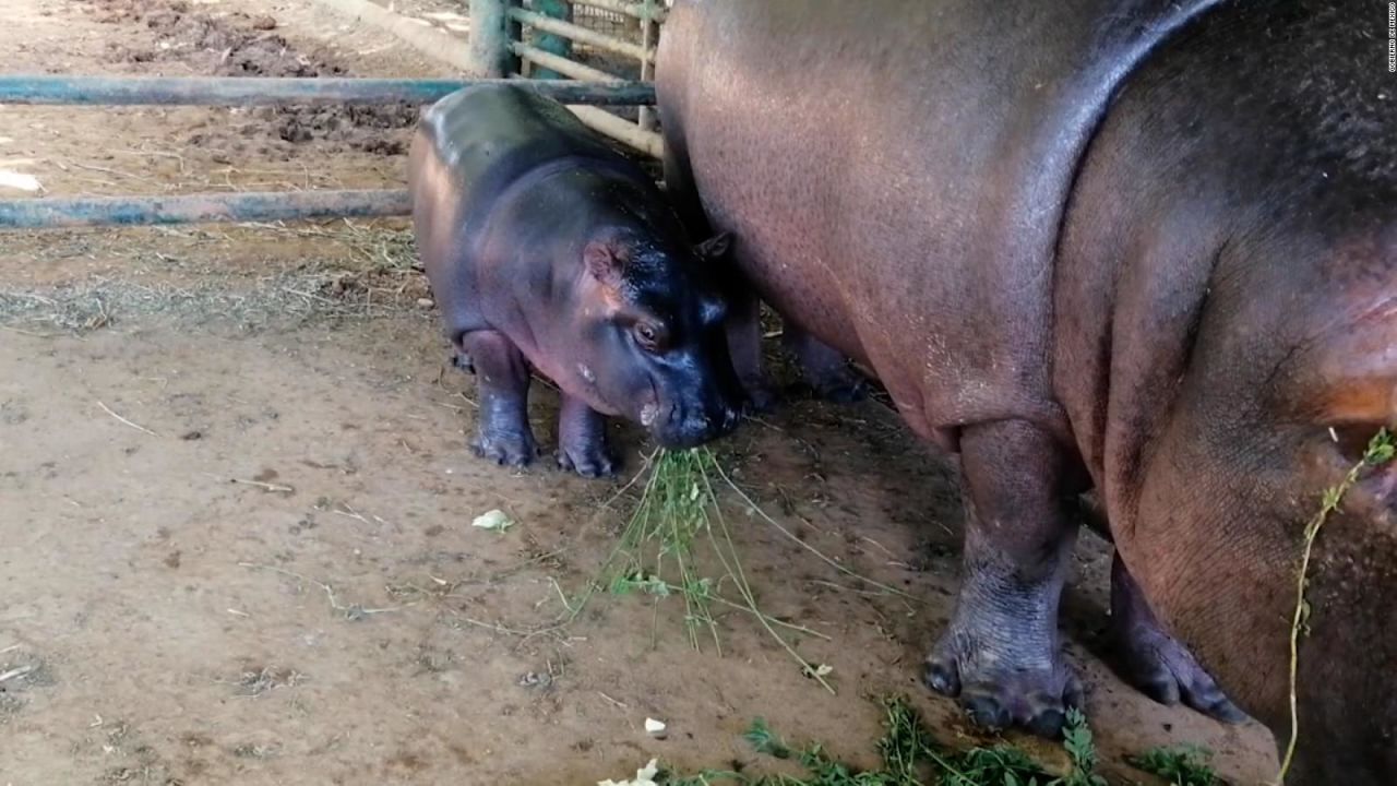 CNNE 1124714 - hipopotamo bebe, nuevo integrante de zoologico en mexico