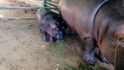 CNNE 1124714 - hipopotamo bebe, nuevo integrante de zoologico en mexico