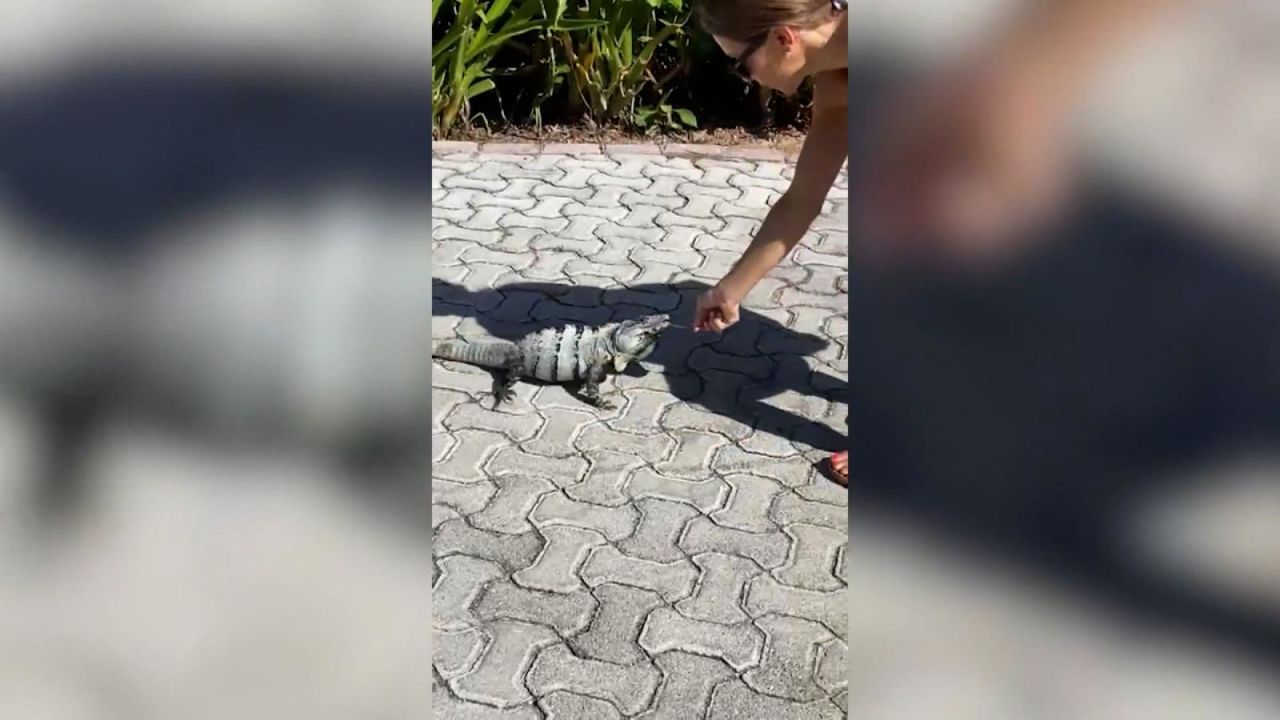 CNNE 1125180 - el momento en que una mujer es atacada por una iguana