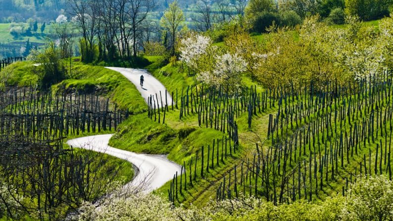 Numerosas bodegas, además de innumerables viñedos familiares más pequeños, producen vinos que están subestimados, y muchos utilizan uvas autóctonas de Eslovenia, incluidas las variedades blancas zelen y pinela.