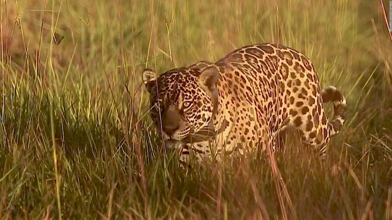 CNNE 1125494 - un gran felino vuelve a su habitat