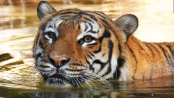 CNNE 1125556 - un tigre ataco a un trabajador en un zoologico