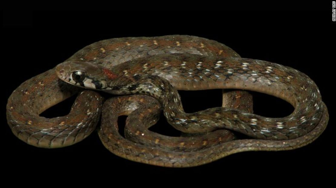 La Rhabdophis bindi es una nueva especie de serpiente de la India y Bangladesh que vive en bosques tropicales de hojas perenne.