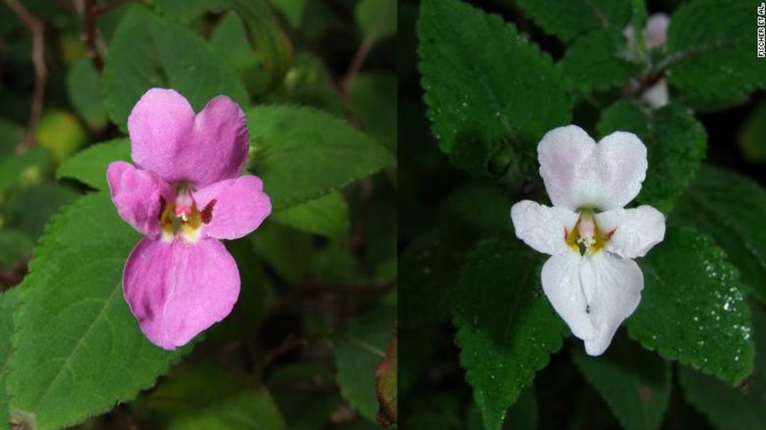 Estas coloridas "Impatiens capensis" o "no me toques" pueden encontrarse en el este de África.