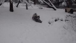 CNNE 1131928 - asi disfruta este panda gigante la nieve fresca en un zoologico