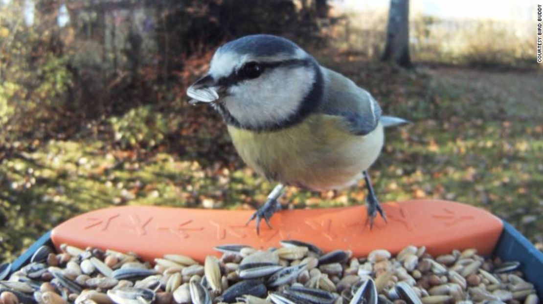 El comedero inteligente para pájaros Bird Buddy tiene una cámara integrada.