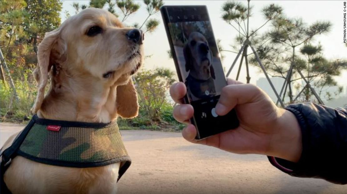 Petnow es una aplicación de teléfono inteligente impulsada por IA que identifica a los perros con patrones únicos en sus narices.