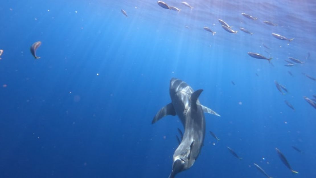 La foto de Najafov del gran tiburón blanco ha atraído una amplia atención.Crédito: @jalilnajafov