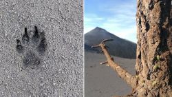 CNNE 1132408 - primeros signos de vida tras erupciones del cumbre vieja