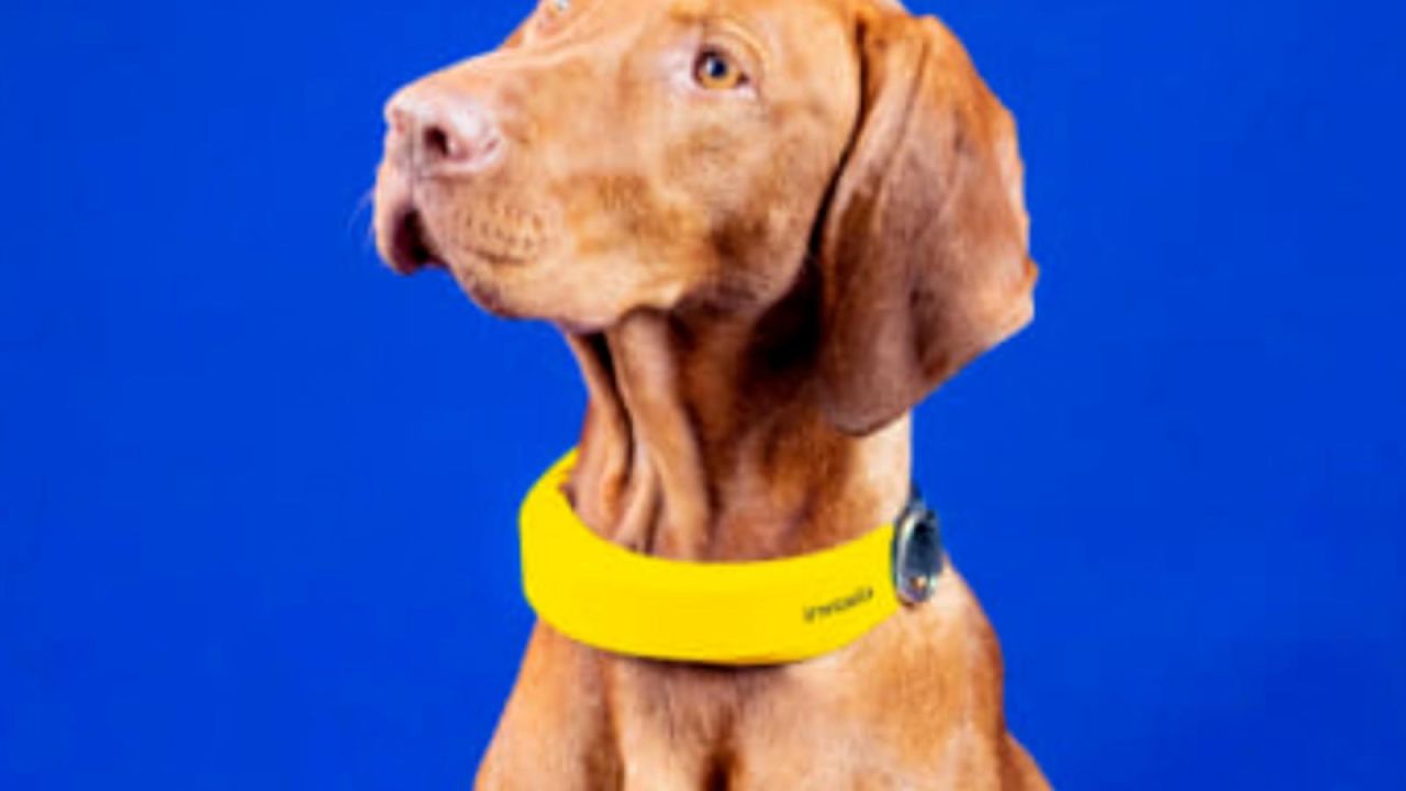 CNNE 1132594 - con este collar inteligente sabras donde esta tu perrito