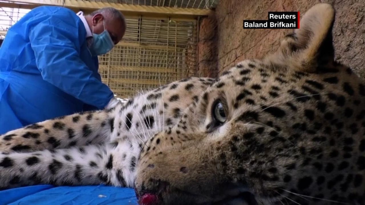 CNNE 1132796 - mira como se recupera este leopardo persa tras su rescate