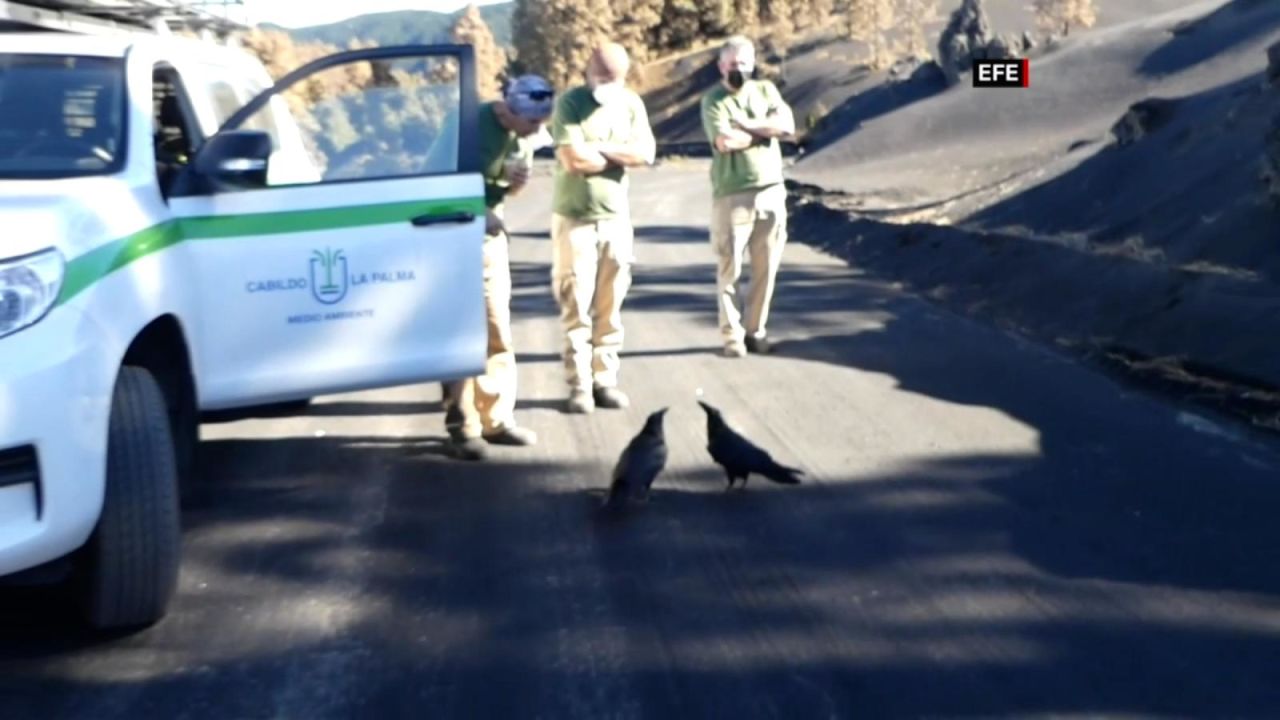 CNNE 1132803 - asi renace la vida en el volcan cumbre vieja