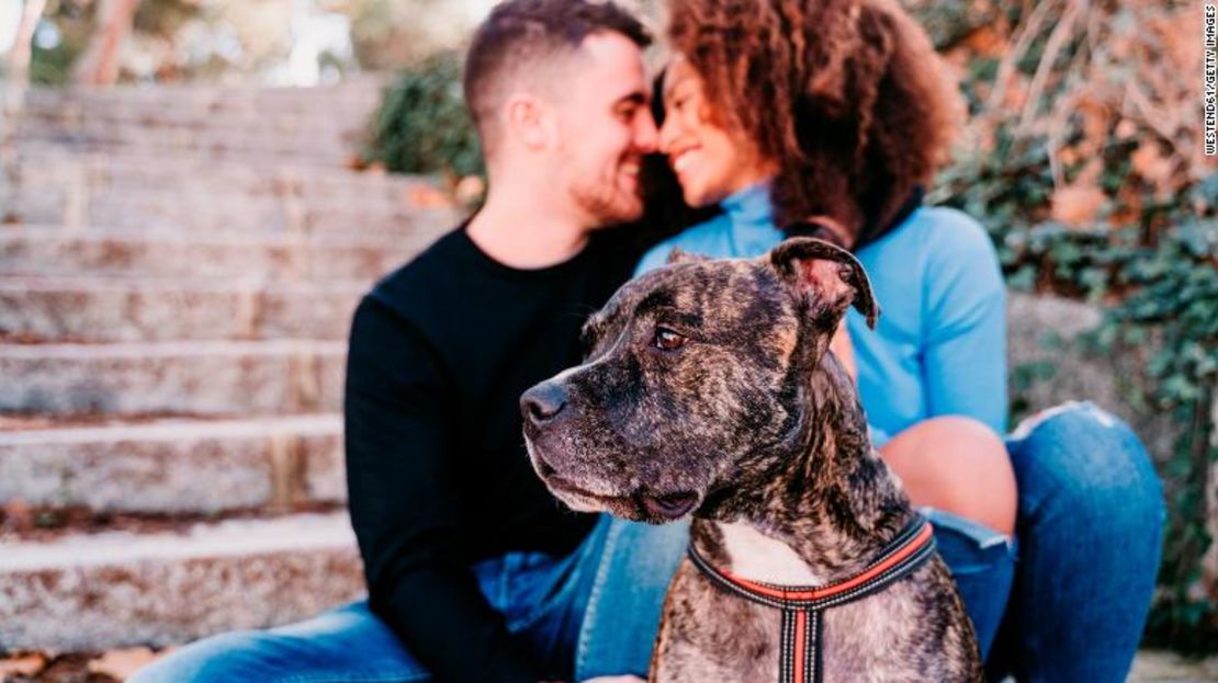 La decisión de determinar la tenencia de las mascotas sigue los pasos de medidas tomadas en Francia y Portugal.