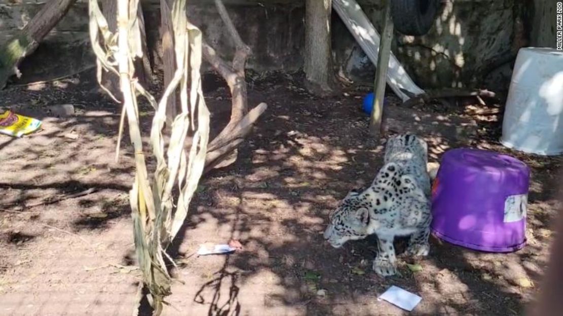 Rilu el leopardo de las nieves en Miller Park Zoo, en Bloomington, Illinois.