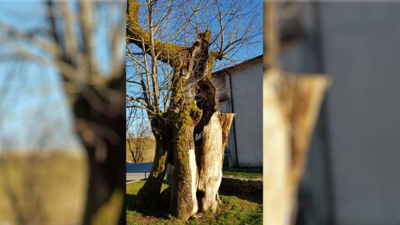 Lugar de descanso de Erasmo: cuenta la leyenda que se plantó un tilo para señalar la tumba de Erasmo en un pueblo cercano. El árbol resultó muy dañado por un incendio en 2001, pero significaba tanto para los habitantes del pueblo que se partió y reparó su tronco.