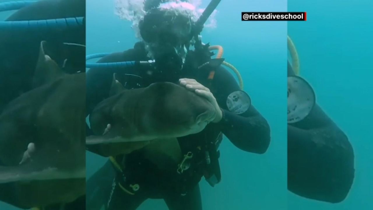 CNNE 1139139 - mira el reencuentro bajo el mar entre un buzo y un tiburon