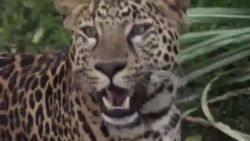 CNNE 1139428 - leopardos en peligro de extincion se mudan a peru