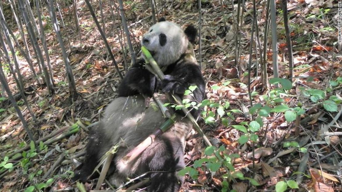 Un panda llamado "Happiness" se alimenta de un brote de bambú en la Reserva Natural de Foping, provincia de Shaanxi, China, en 2013. Se recogieron muestras del excremento del panda para este estudio.