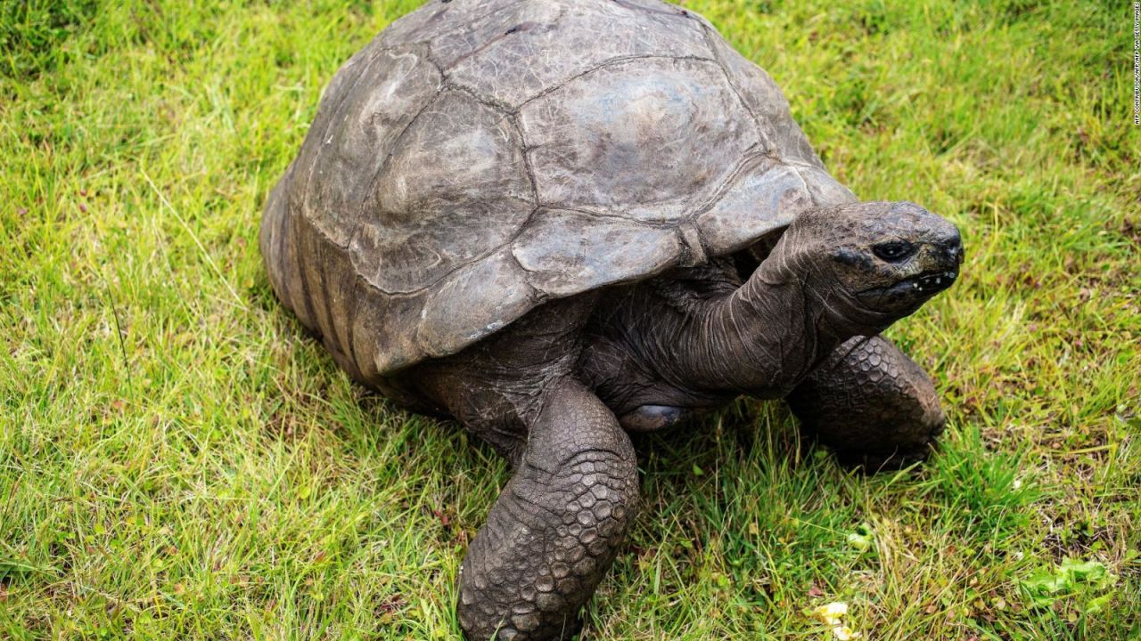 CNNE 1139932 - este es el animal terrestre mas longevo del mundo