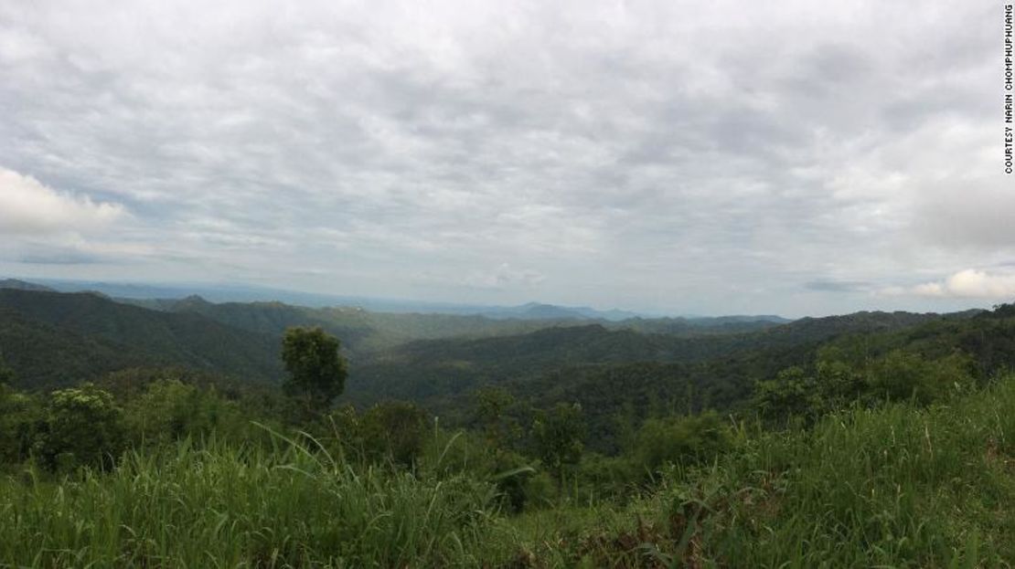 La tarántula vive en los bosques de las colinas altas del norte de Tailandia, a una altura de unos 1.000 metros.